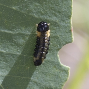 Paropsis atomaria at Molonglo Valley, ACT - 30 Mar 2021 10:10 AM