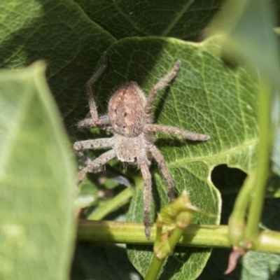 Isopedella pessleri (A huntsman spider) at Molonglo Valley, ACT - 30 Mar 2021 by AlisonMilton