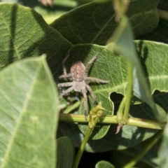 Isopedella pessleri at National Arboretum Woodland - 30 Mar 2021