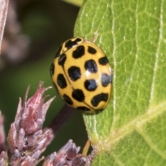 Harmonia conformis (Common Spotted Ladybird) at Molonglo Valley, ACT - 30 Mar 2021 by AlisonMilton