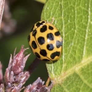 Harmonia conformis at Molonglo Valley, ACT - 30 Mar 2021 10:28 AM