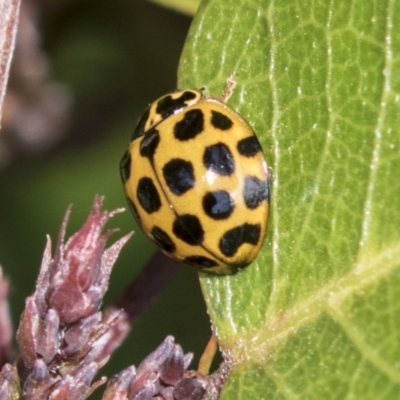 Harmonia conformis (Common Spotted Ladybird) at Molonglo Valley, ACT - 29 Mar 2021 by AlisonMilton
