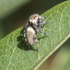 Maratus griseus (Jumping spider) at Molonglo Valley, ACT - 30 Mar 2021 by AlisonMilton