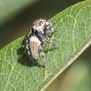 Maratus griseus at Molonglo Valley, ACT - 30 Mar 2021 10:27 AM