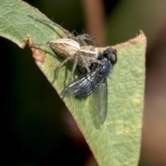 Calliphoridae (family) (Unidentified blowfly) at Molonglo Valley, ACT - 30 Mar 2021 by AlisonMilton