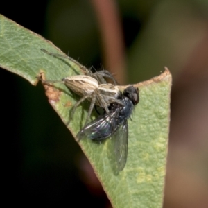 Calliphoridae (family) at Molonglo Valley, ACT - 30 Mar 2021