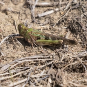 Chortoicetes terminifera at Molonglo Valley, ACT - 30 Mar 2021