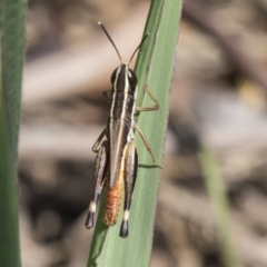 Macrotona securiformis (Inland Macrotona) at National Arboretum Woodland - 29 Mar 2021 by AlisonMilton