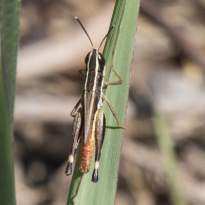 Macrotona securiformis (Inland Macrotona) at Molonglo Valley, ACT - 30 Mar 2021 by AlisonMilton