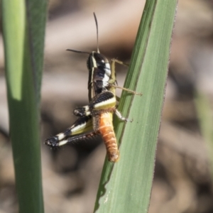 Macrotona securiformis at Molonglo Valley, ACT - 30 Mar 2021 10:35 AM