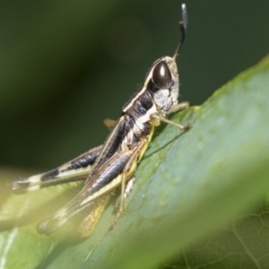 Macrotona securiformis at Molonglo Valley, ACT - 30 Mar 2021 10:35 AM