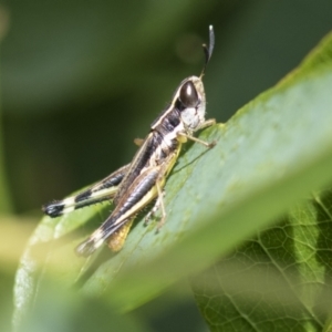 Macrotona securiformis at Molonglo Valley, ACT - 30 Mar 2021 10:35 AM