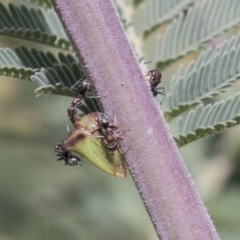 Sextius virescens (Acacia horned treehopper) at Molonglo Valley, ACT - 29 Mar 2021 by AlisonMilton