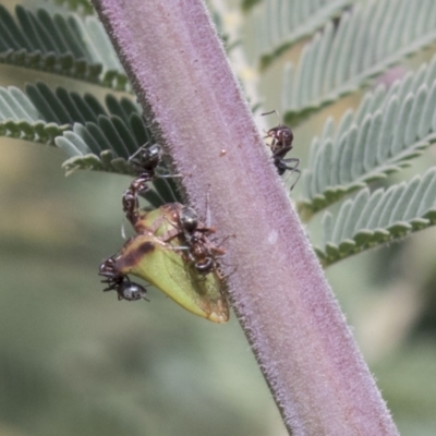 Sextius virescens (Acacia horned treehopper) at Sth Tablelands Ecosystem Park - 29 Mar 2021 by AlisonMilton