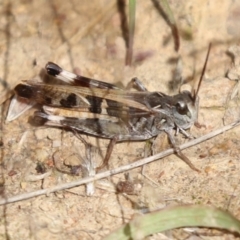 Oedaleus australis (Australian Oedaleus) at Molonglo Valley, ACT - 29 Mar 2021 by AlisonMilton