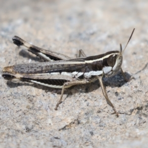 Macrotona australis at Molonglo Valley, ACT - 30 Mar 2021 10:47 AM