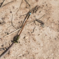 Ischnura aurora (Aurora Bluetail) at Holt, ACT - 30 Mar 2021 by AlisonMilton