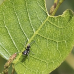 Myrmarachne luctuosa (Polyrachis Ant Mimic Spider) at Molonglo Valley, ACT - 30 Mar 2021 by AlisonMilton