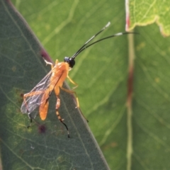 Stiromesostenus sp. (genus) (An ichneumon wasp) at National Arboretum Woodland - 29 Mar 2021 by AlisonMilton
