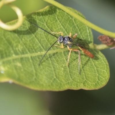 Ichneumonidae (family) (Unidentified ichneumon wasp) at Molonglo Valley, ACT - 30 Mar 2021 by AlisonMilton