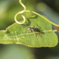 Ichneumonidae (family) at Molonglo Valley, ACT - 30 Mar 2021 10:37 AM