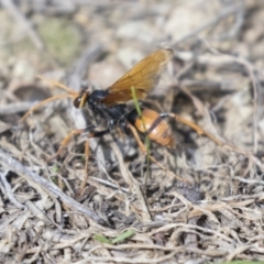 Cryptocheilus sp. (genus) (Spider wasp) at Molonglo Valley, ACT - 30 Mar 2021 by AlisonMilton