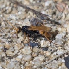 Cryptocheilus sp. (genus) at Molonglo Valley, ACT - 30 Mar 2021