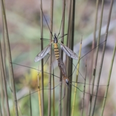 Tipulidae sp. (family) (Unidentified Crane Fly) at National Arboretum Woodland - 30 Mar 2021 by AlisonMilton