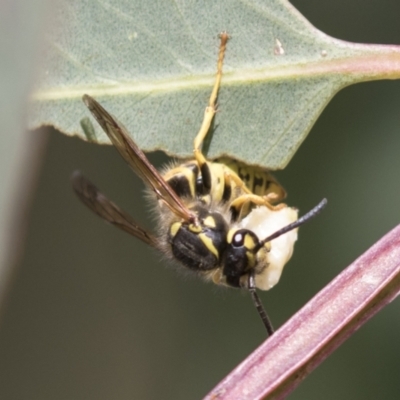Vespula germanica (German Yellowjacket Wasp (also known as European Wasp)) at Holt, ACT - 30 Mar 2021 by AlisonMilton