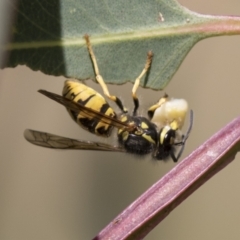 Vespula germanica at Holt, ACT - 30 Mar 2021 12:13 PM