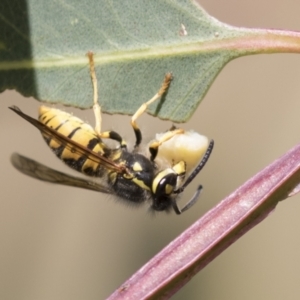 Vespula germanica at Holt, ACT - 30 Mar 2021 12:13 PM