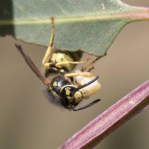 Vespula germanica at Holt, ACT - 30 Mar 2021 12:13 PM