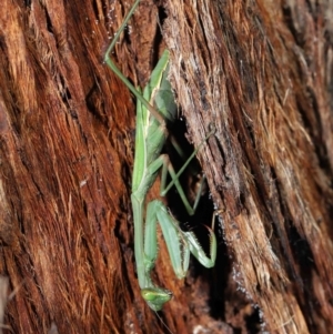 Pseudomantis albofimbriata at Acton, ACT - 21 May 2021 12:53 PM