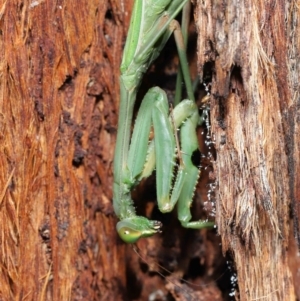 Pseudomantis albofimbriata at Acton, ACT - 21 May 2021 12:53 PM