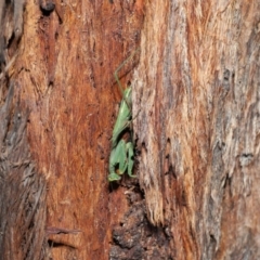 Pseudomantis albofimbriata at Acton, ACT - 21 May 2021 12:53 PM