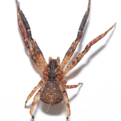 Isala cambridgei (Blunt-headed Crab Spider) at Evatt, ACT - 17 May 2021 by TimL