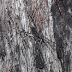 Tamopsis sp. (genus) (Two-tailed spider) at Acton, ACT - 18 May 2021 by TimL