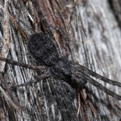 Tamopsis sp. (genus) at Acton, ACT - 18 May 2021 11:25 AM