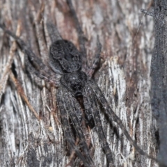 Tamopsis sp. (genus) at Acton, ACT - 18 May 2021 11:25 AM