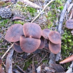 Collybia s.l. at Mulloon, NSW - 23 May 2021 by SandraH