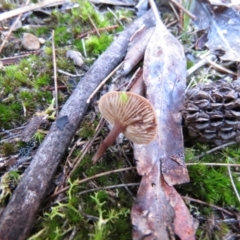 Collybia s.l. at Mulloon, NSW - 23 May 2021