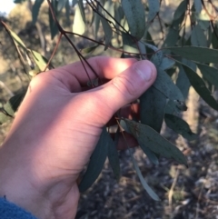 Eucalyptus blakelyi (Blakely's Red Gum) at Deakin, ACT - 15 May 2021 by Tapirlord