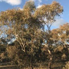 Eucalyptus blakelyi at Deakin, ACT - 15 May 2021