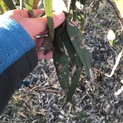 Eucalyptus blakelyi at Deakin, ACT - 15 May 2021