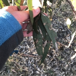 Eucalyptus blakelyi at Deakin, ACT - 15 May 2021 04:33 PM