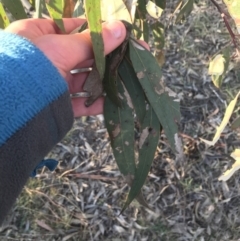 Eucalyptus blakelyi at Deakin, ACT - 15 May 2021 04:33 PM