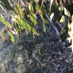 Eucalyptus blakelyi at Deakin, ACT - 15 May 2021