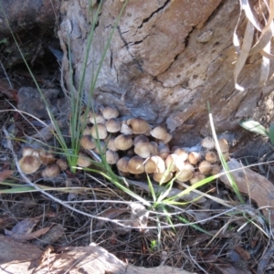 Mycena 'clarkeana group' at Mulloon, NSW - 23 May 2021 11:18 AM