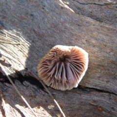 Mycena 'clarkeana group' at Mulloon, NSW - 23 May 2021 11:18 AM