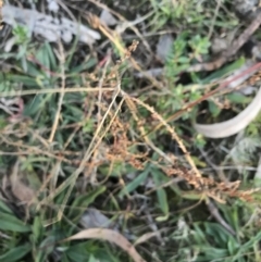 Lythrum hyssopifolia at Hughes, ACT - 15 May 2021